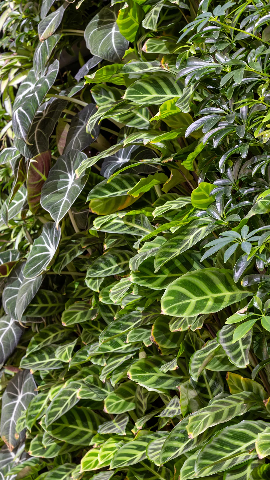 A closeup of a green wall in an office - Biophilic Design Benefits