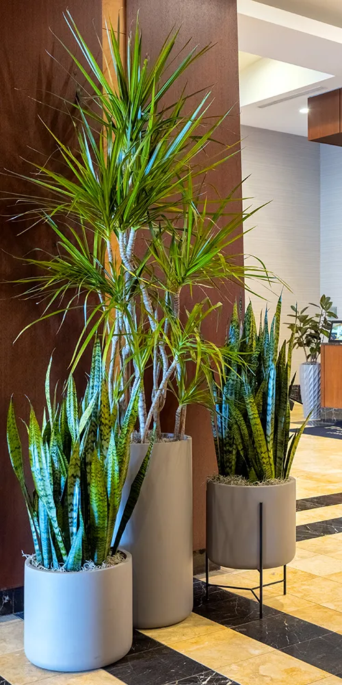 Interior photo of installed planters from a lobby of Westin Lombard.