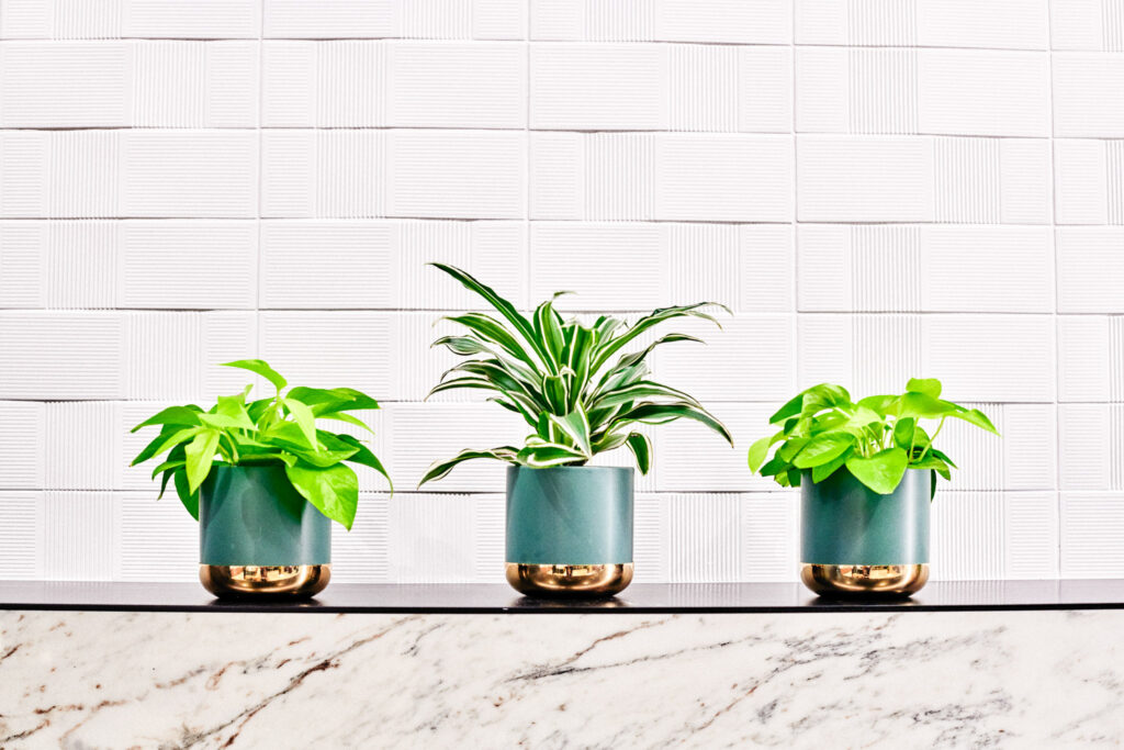 A biophilic office space featuring the best indoor plants for office productivity and stress reduction.