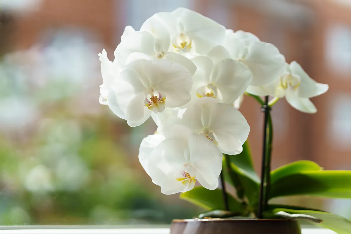 Architectural detail showing the benefits of indoor plants using orchids and moss walls to add texture to a luxury interior.