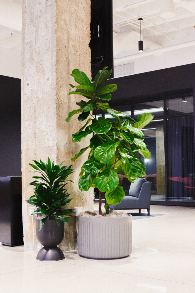 Indoor plants for commercial buildings during a seasonal refresh.