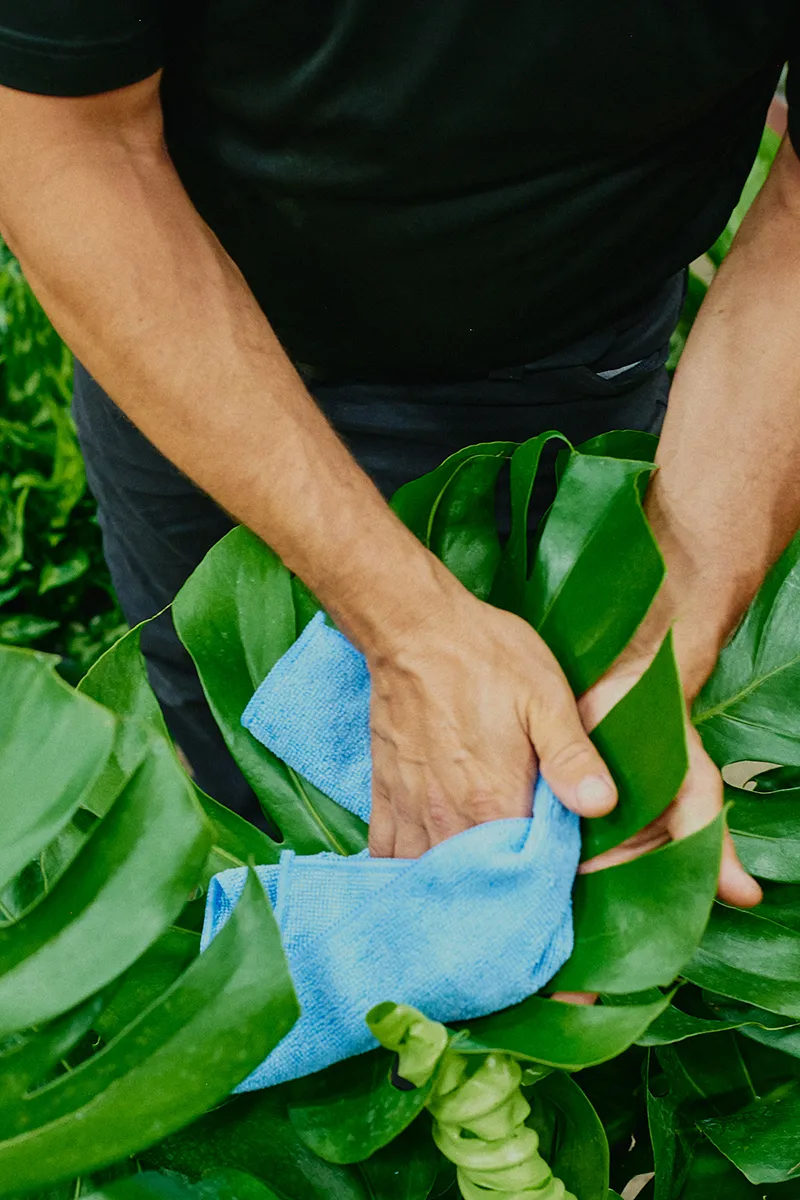 Detailed plant maintenance ensuring the longevity of luxury interior designs.