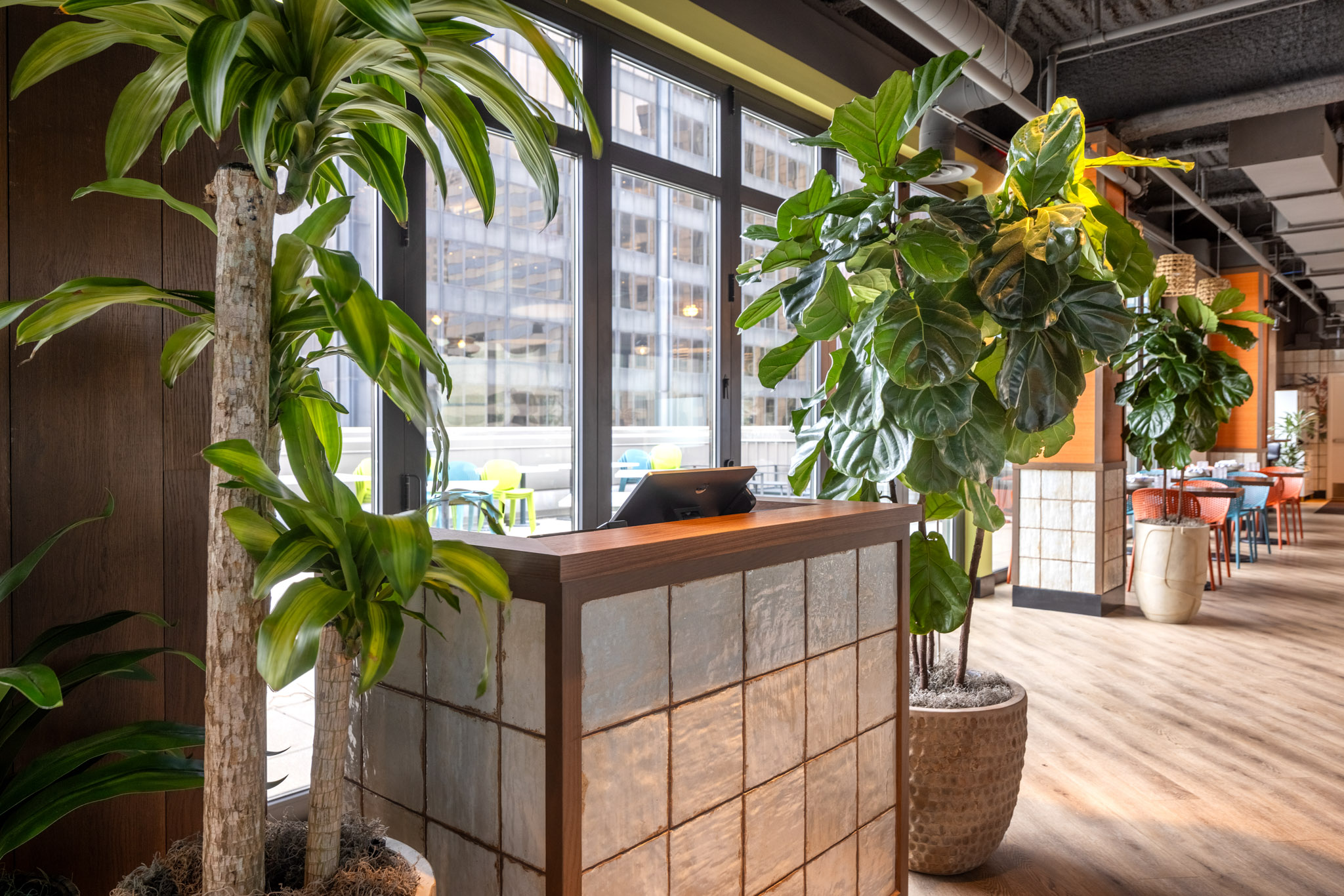 A modern commercial lobby featuring large architectural greenery during National Indoor Plant Week to enhance interior plant design.
