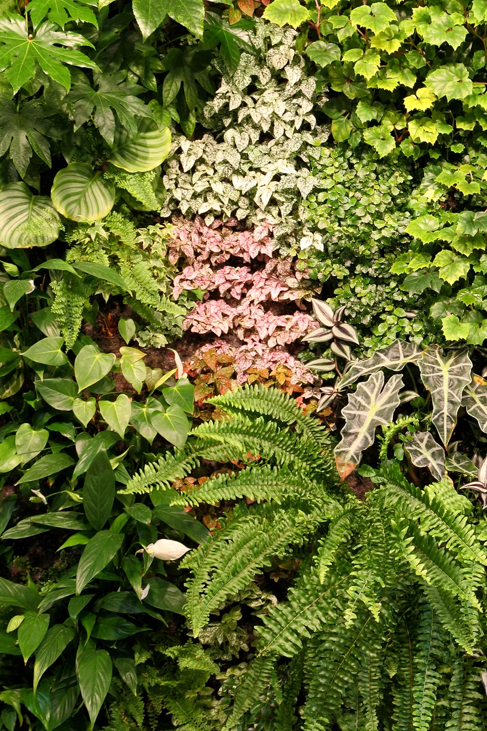 Close-up detail of a plant wall showing diverse textures and natural anxiety relief benefits. (1)