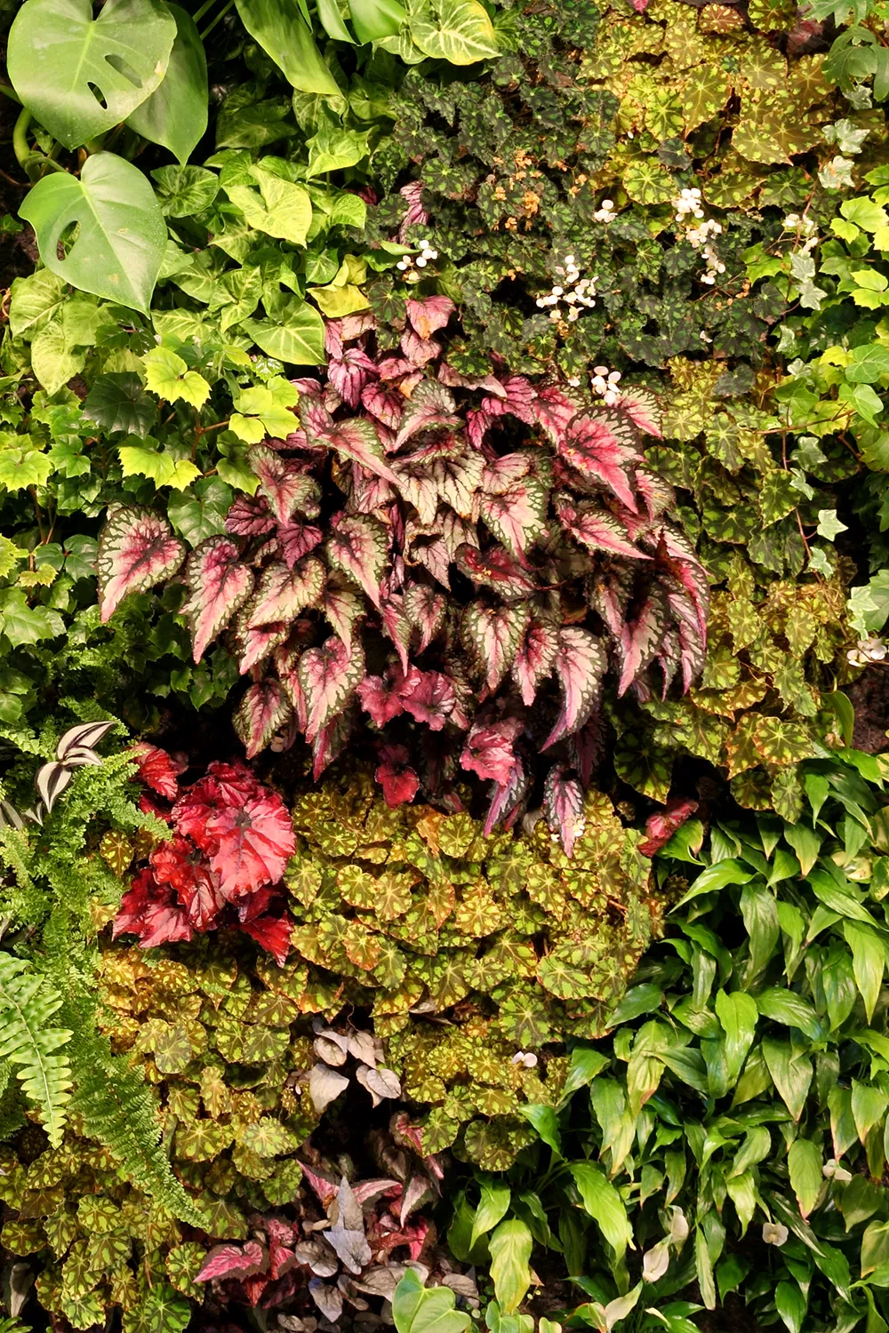Close-up detail of a plant wall showing diverse textures and natural anxiety relief benefits. (2)
