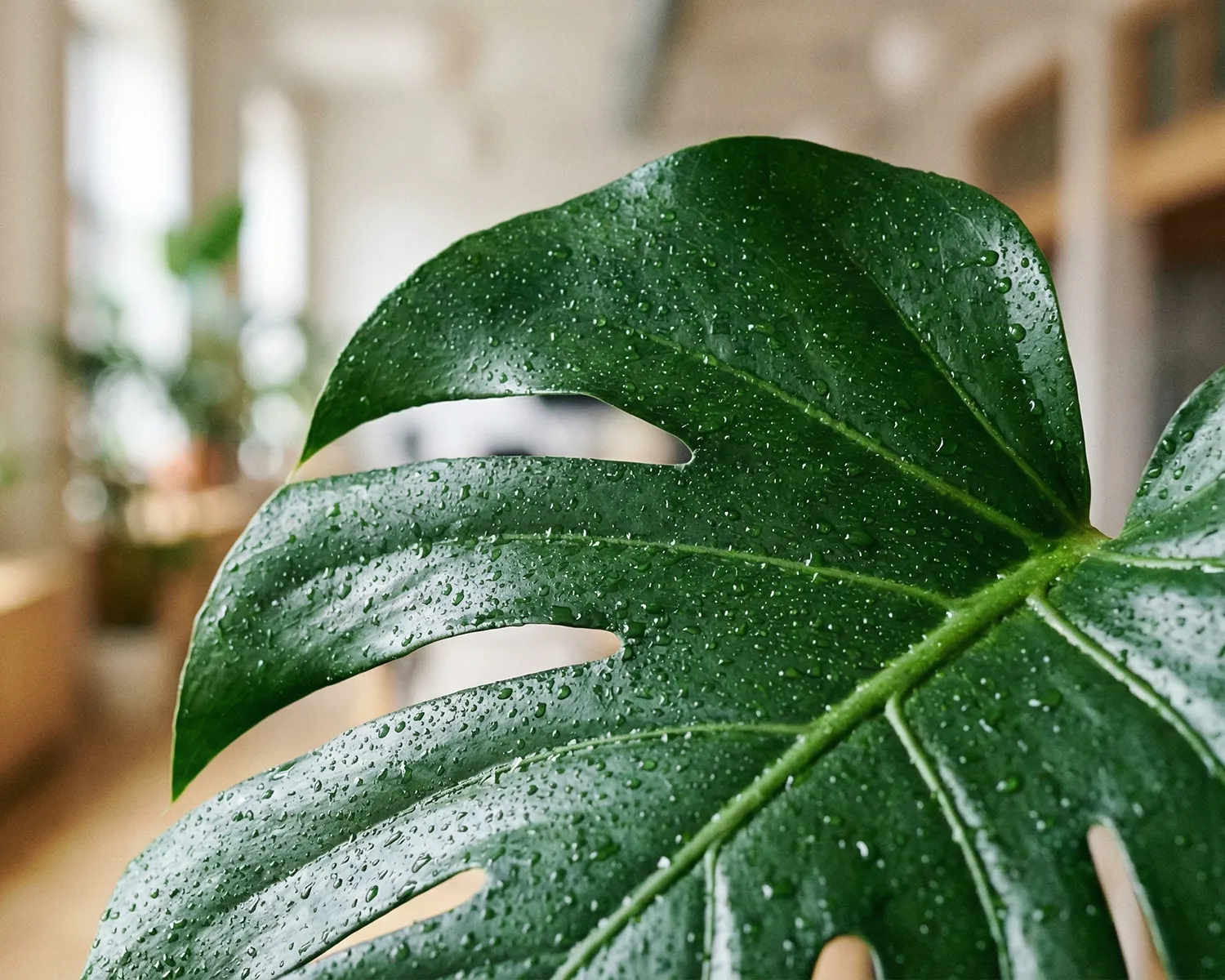 Close-up macro shot of a healthy, glossy Monstera leaf with water droplets, showing zero dust or brown tips.