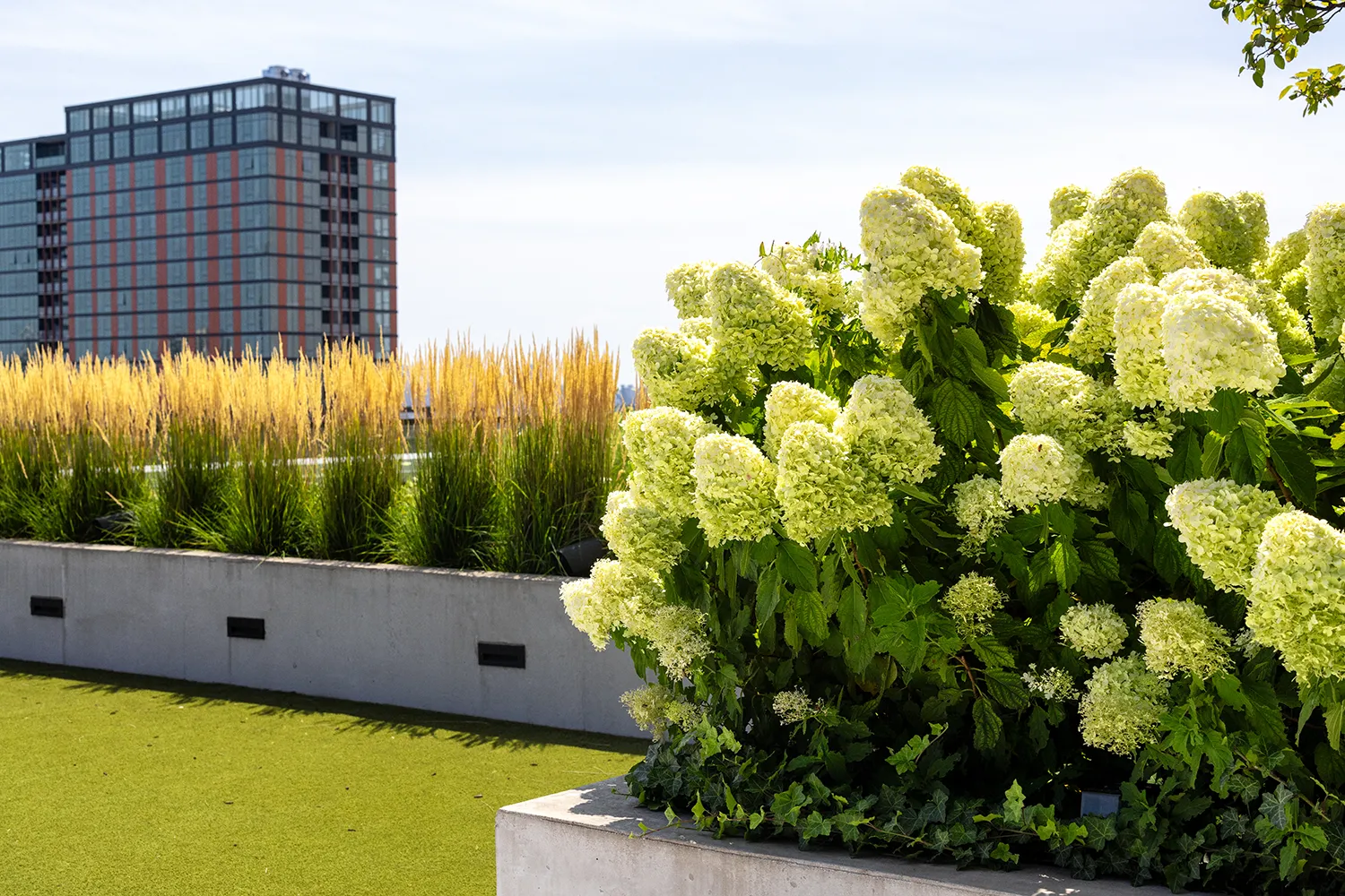 Durable commercial plant containers holding frost-resistant evergreens.