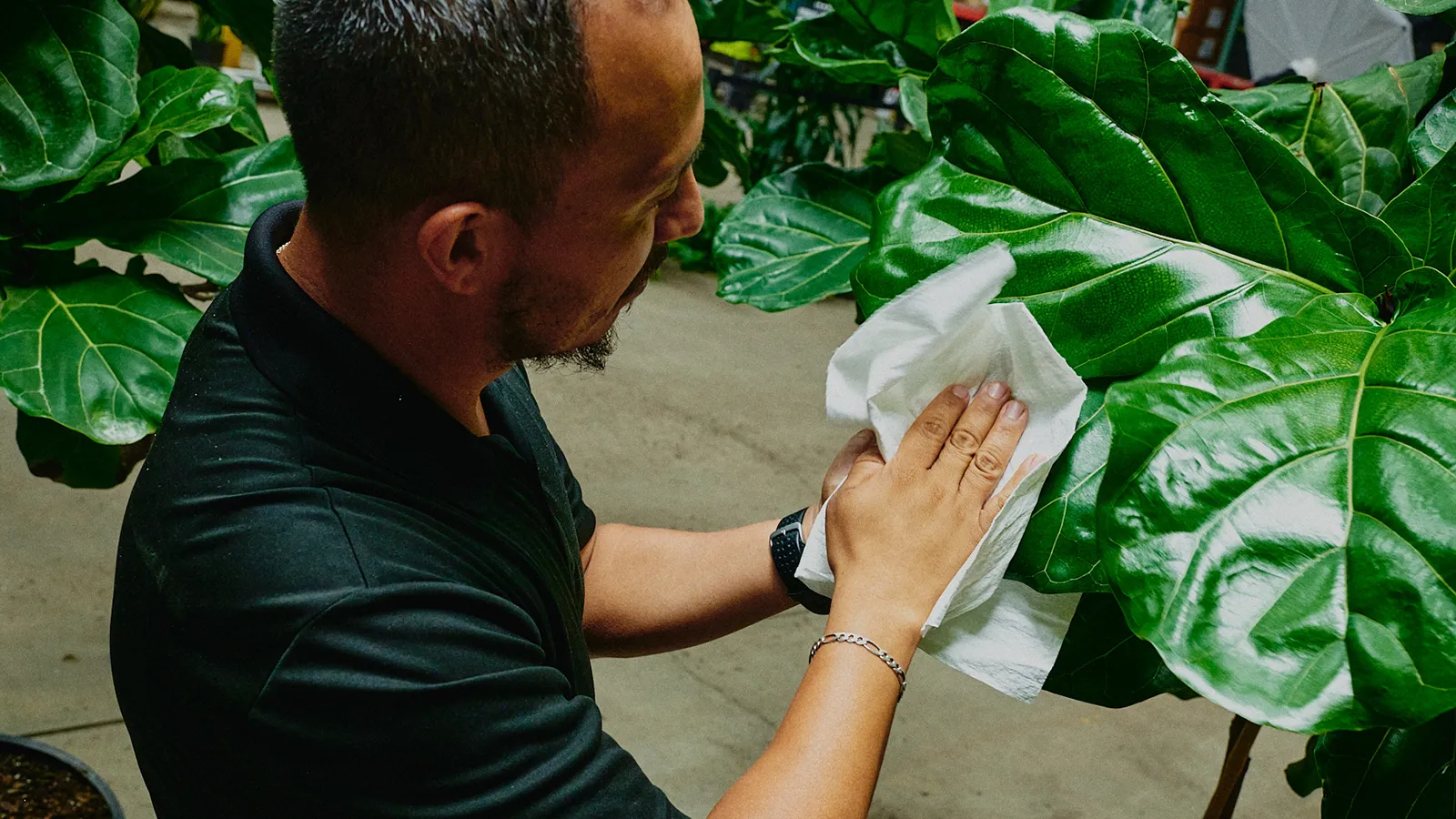 An Amlings horticultural technician providing expert indoor plant services by carefully cleaning a large architectural office plant.