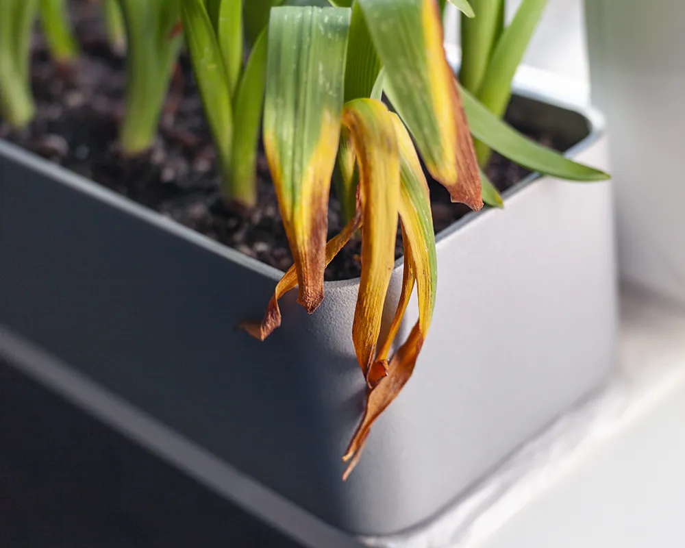 A wilting tropical plant in a corporate setting suffering from low humidity, highlighting the critical need for a professional office plant service.