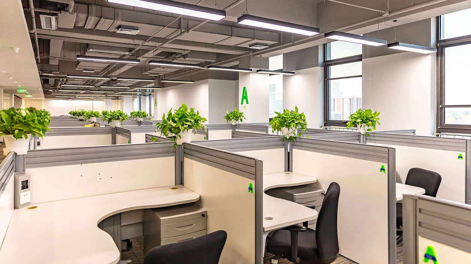 Small indoor plants neatly arranged on modern office desk workstations.