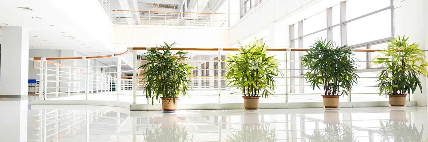 A corporate corridor featuring large-scale office floor plants in modern charcoal planters.