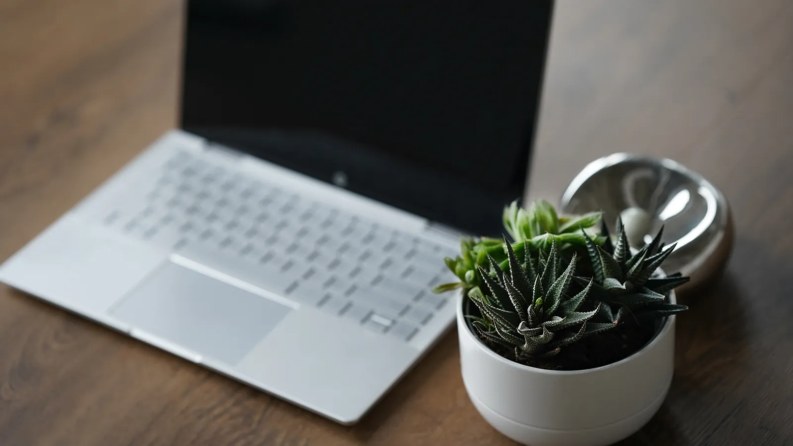 A lush green plant serving as a desk plant next to a laptop.