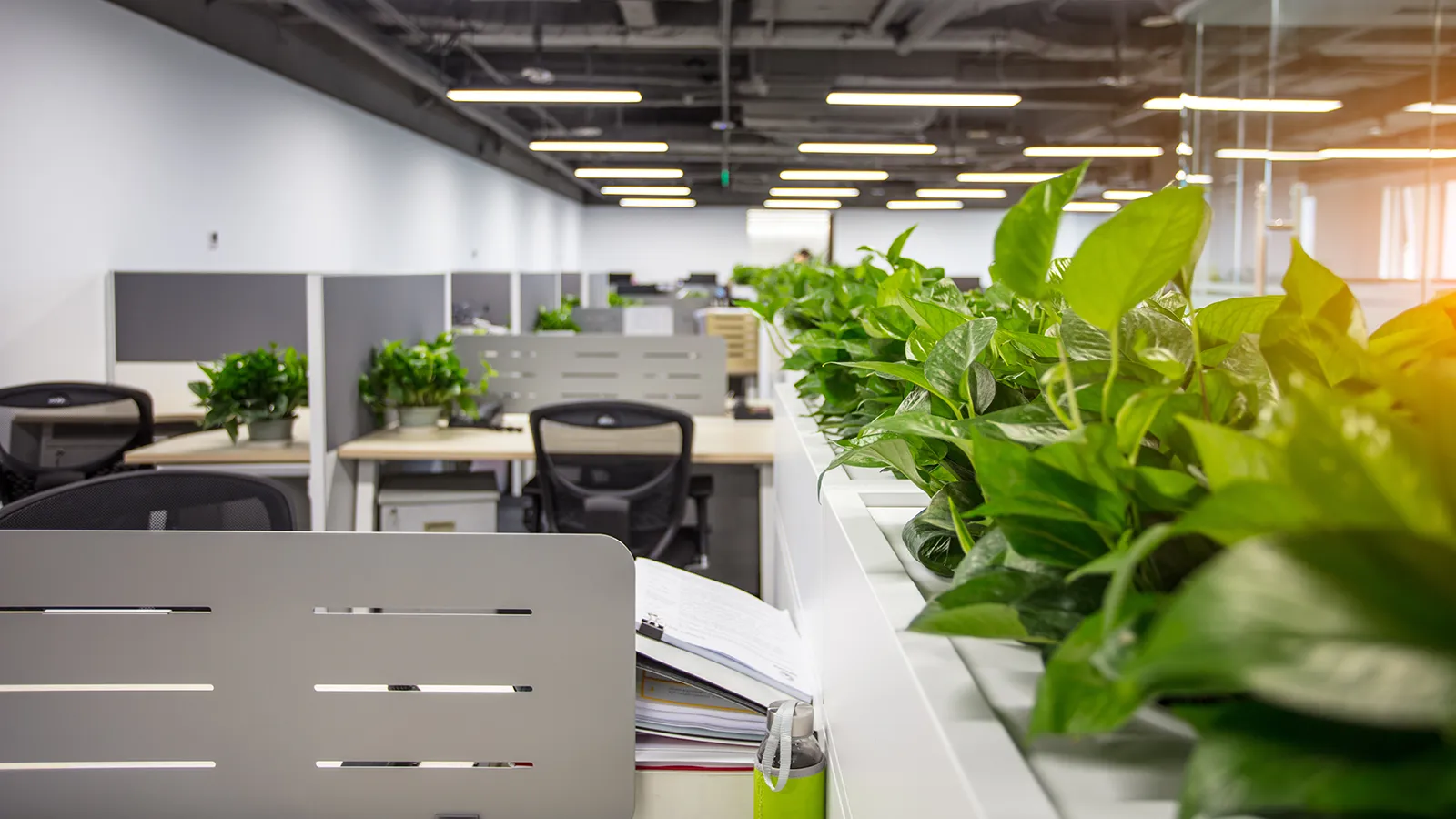 Indoor potted plants used as biophilic design to improve acoustics and fulfill the WELL building standard.