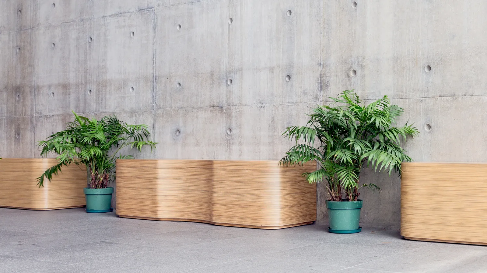 A spacious, minimalist hall demonstrating biophilic interior design, featuring feathery types of foliage plants placed next to curved, light-wood benches against a raw industrial concrete wall.