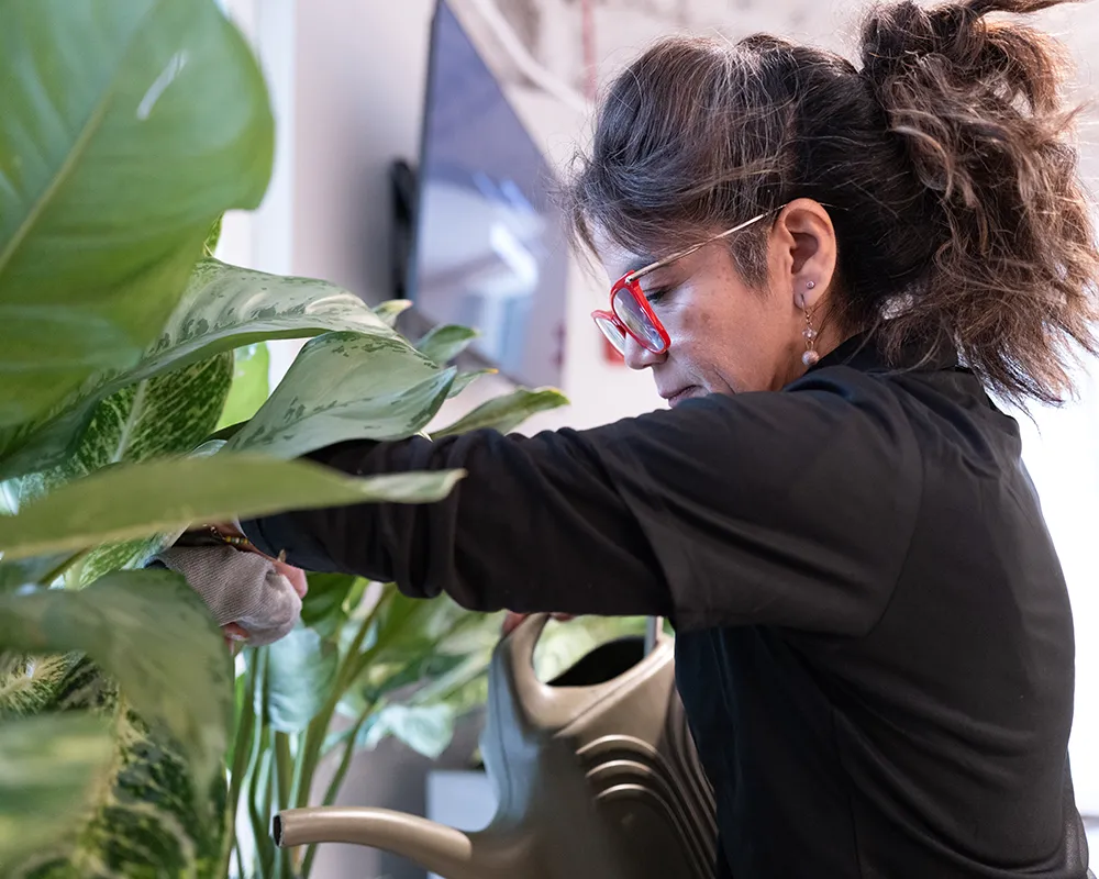 A professional from an office plant service in Chicago performing routine maintenance on a dense grouping of interior landscape design greenery.