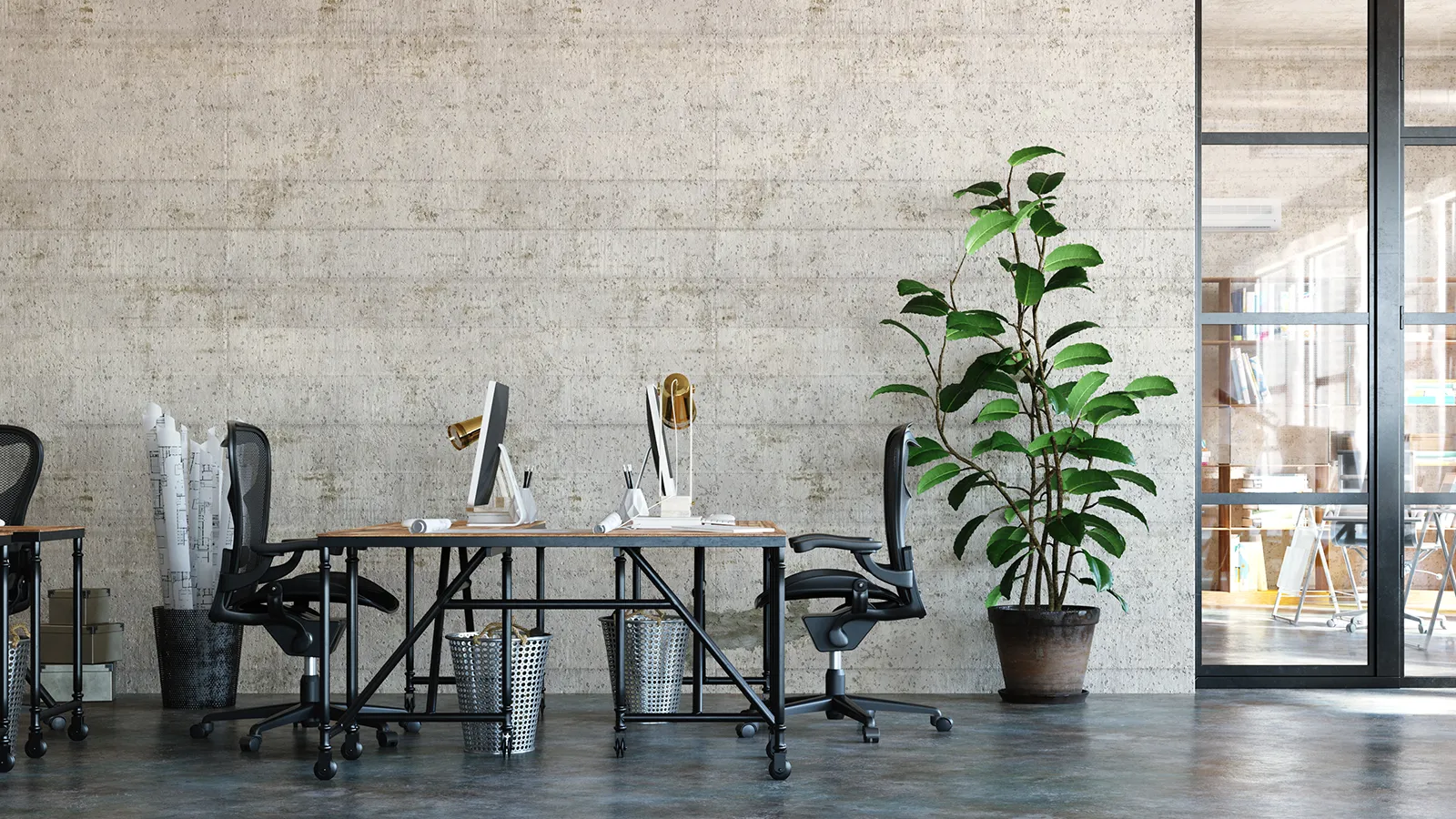 A modern office featuring biophilic interior design with a large Rubber Tree next to a polished concrete wall.