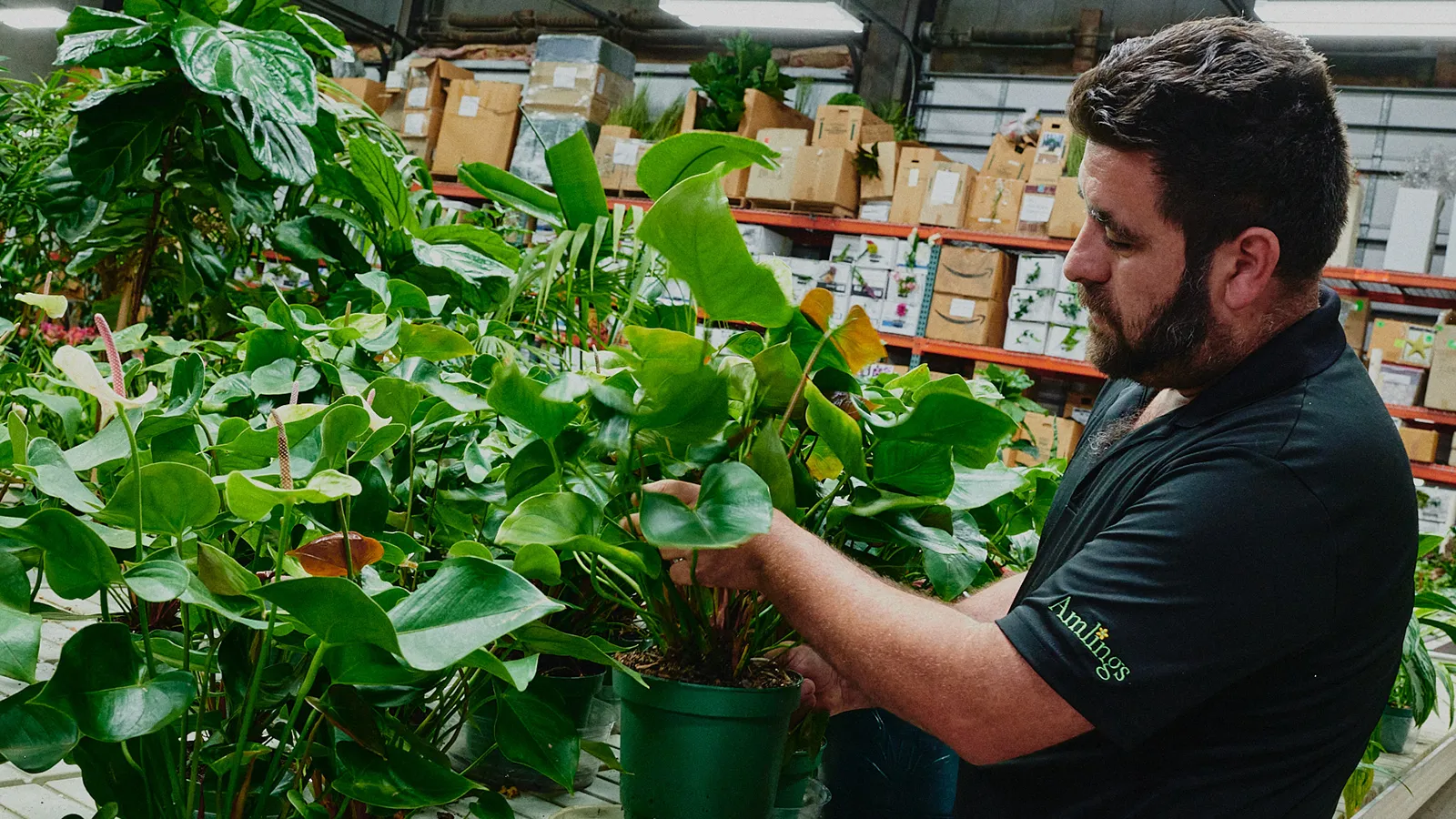 An Amlings horticultural expert inspecting corporate indoor plants at their local greenhouse facility to guarantee a rapid, proactive office plant replacement service for all office plant service clients.