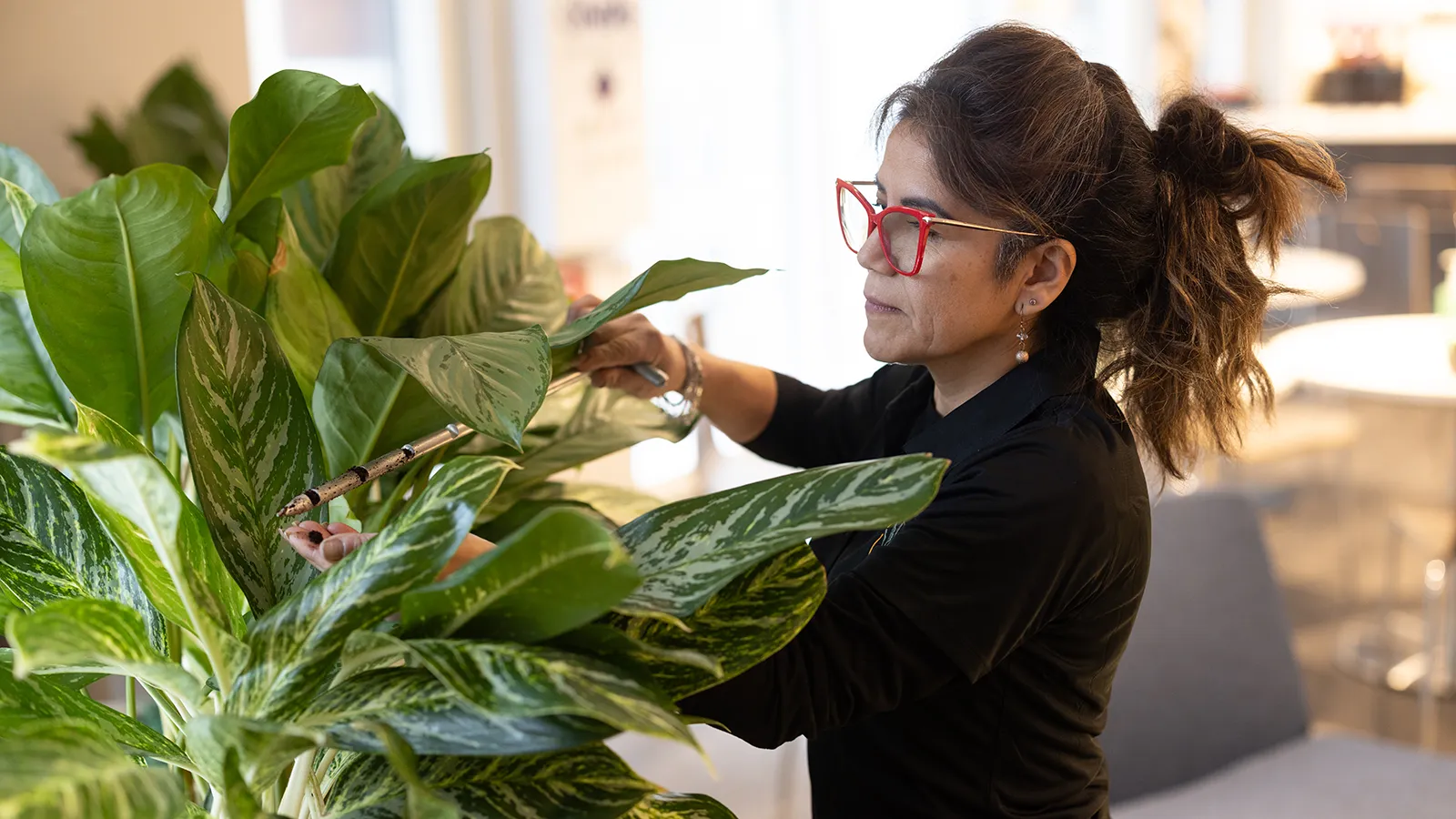 A specialist from a premier interior plantscaping company conducting precise office plant maintenance to diagnose environmental stressors on corporate indoor plants.
