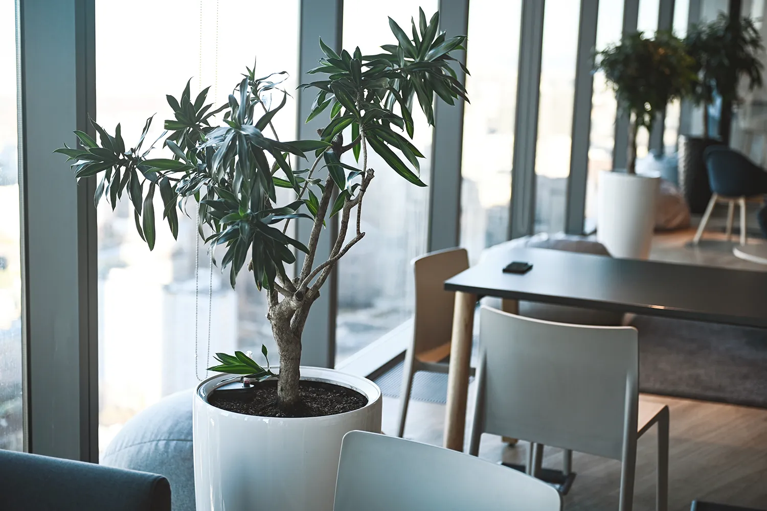 Indoor plant scale and proportion shown in a large potted indoor plant anchors a modern Chicago commercial office area.