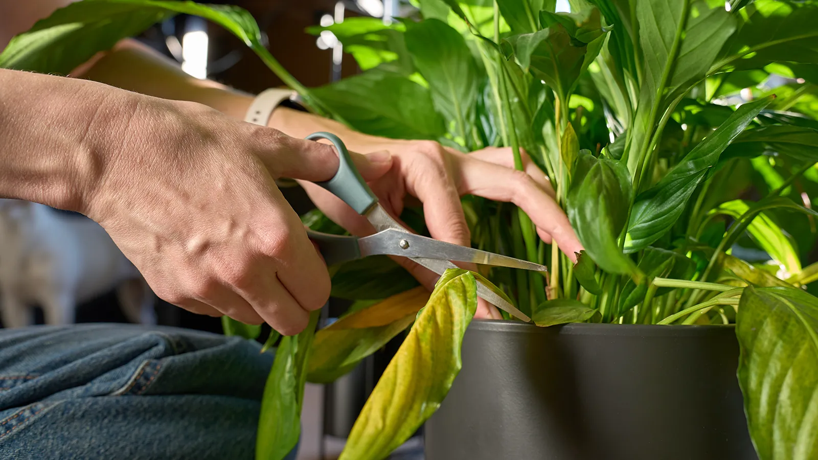 An Amlings professional performing expert plant care to extend plant health and maximize the aesthetic life cycle of a plant.