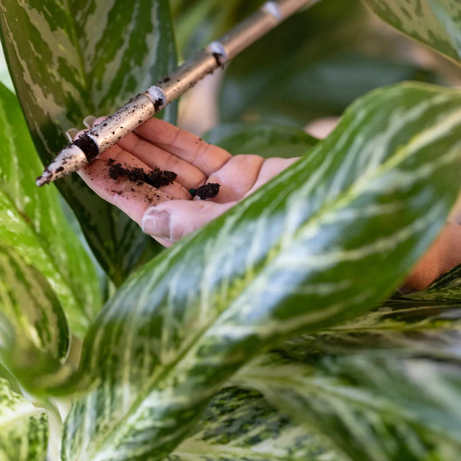 An Amling Horticultural Technician provides a plant watering service, carefully pouring water into a white modern planter filled with lush, green indoor plants.