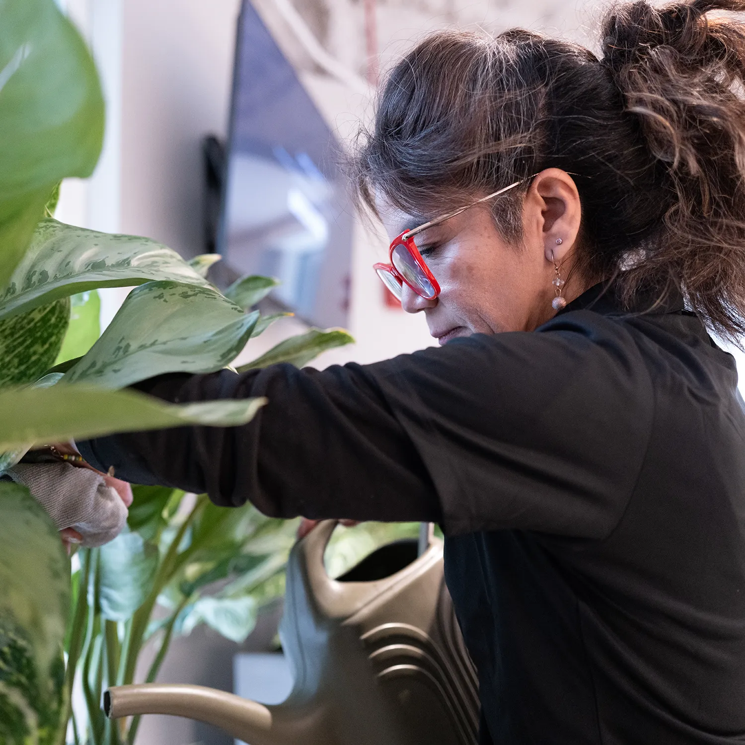 A close-up view of a person performing routine plant maintenance by checking soil moisture with a metal probe to ensure optimal plant health. The person's hand holds small clumps of dark soil, surrounded by large, vibrant green leaves with white variegated patterns.