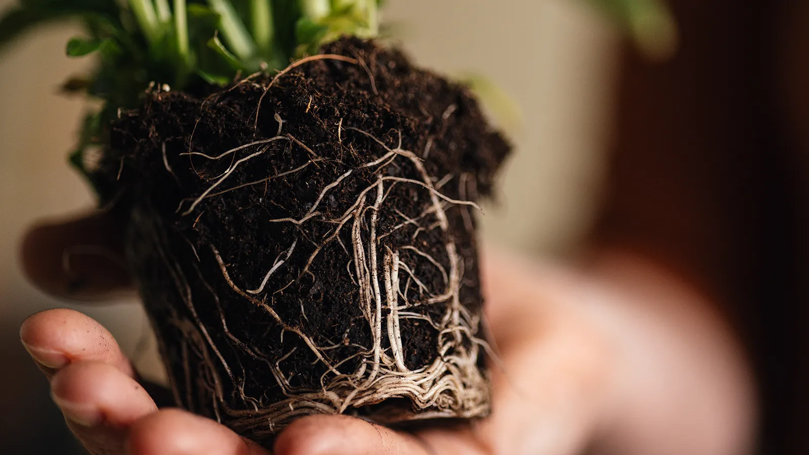 A close-up of hands holding a plant's exposed root system and dark soil, illustrating how precise plant watering and routine plant maintenance directly support structural plant health.