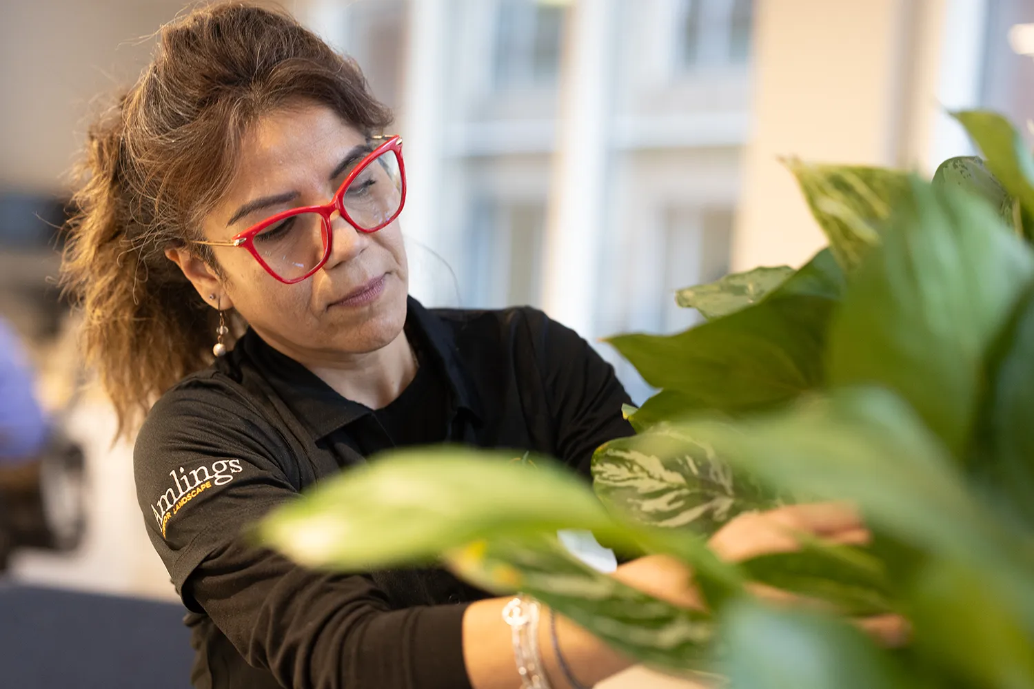 An Amlings professional horticultural service technician maintaining an indoor corporate tree.