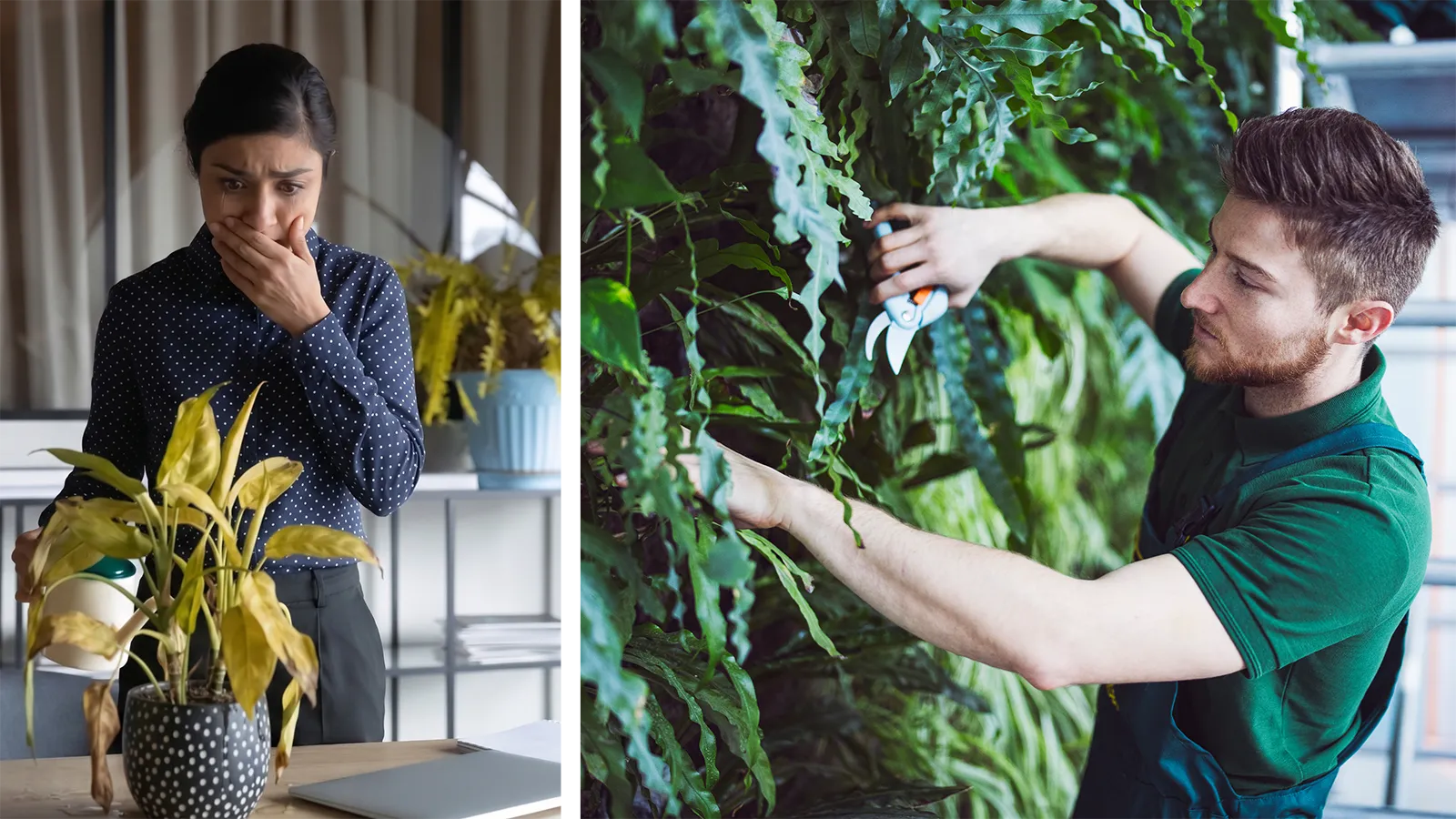DIY corporate plant care failure compared to professional plant maintenance success.