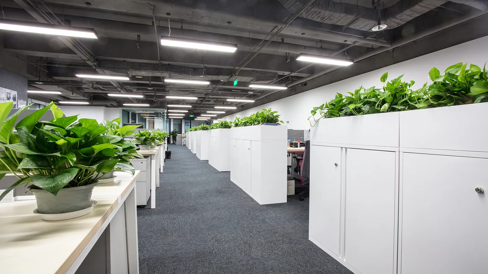 Dense interior horticulture used as natural sound barriers and privacy screens in a modern open-plan workspace.