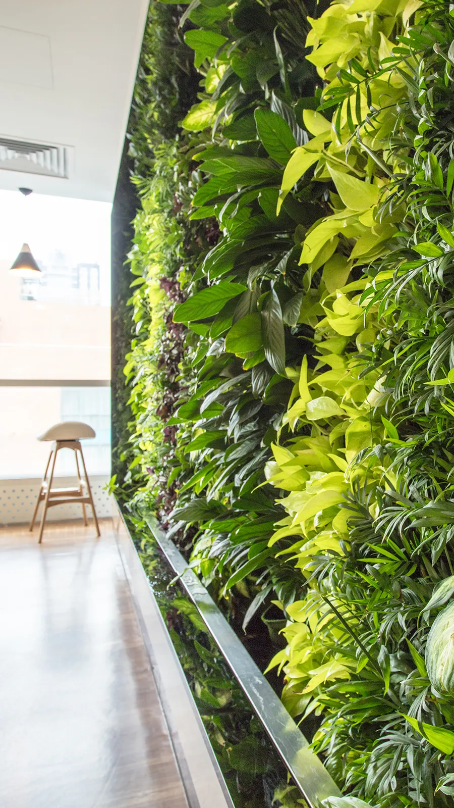 A vibrant and lush living plant wall in a modern workspace, demonstrating the thriving results of a professional office plant service.
