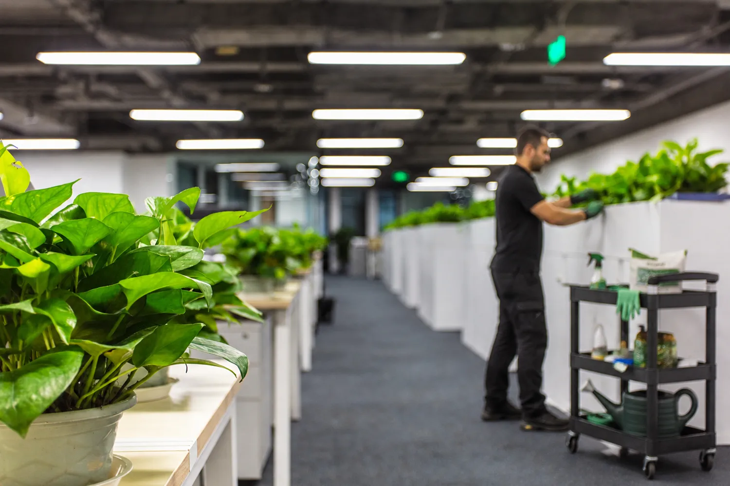 Chicago office plant service cost based on plant quantity, service frequency, containers, and replacement coverage.