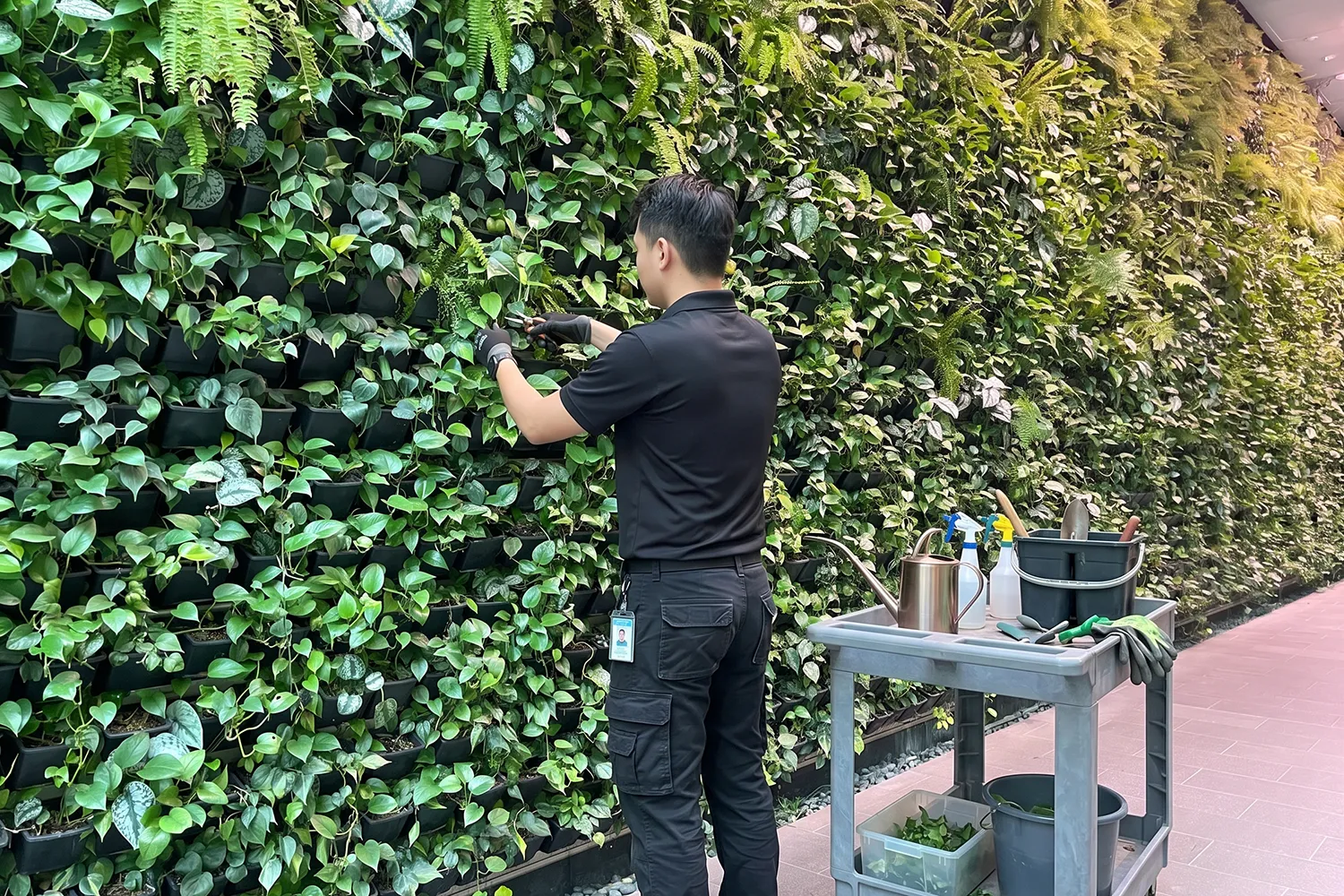 Commercial living wall installer completing a modular green wall installation