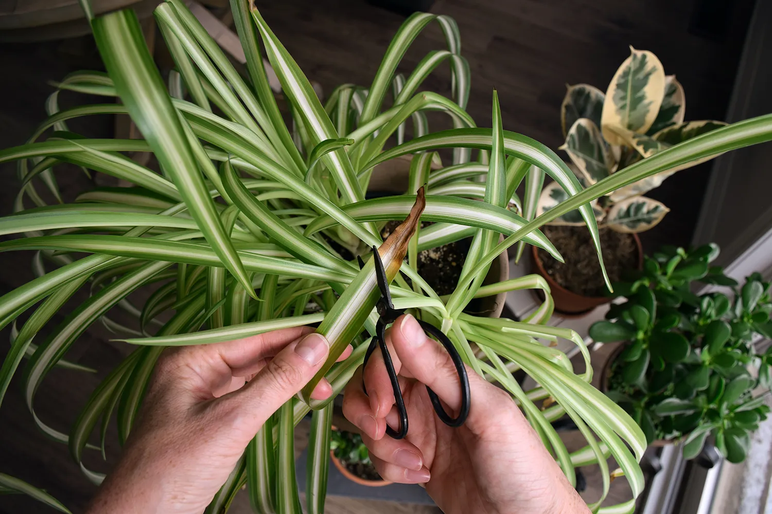 Office plant maintenance services specialist pruning and cleaning indoor foliage.