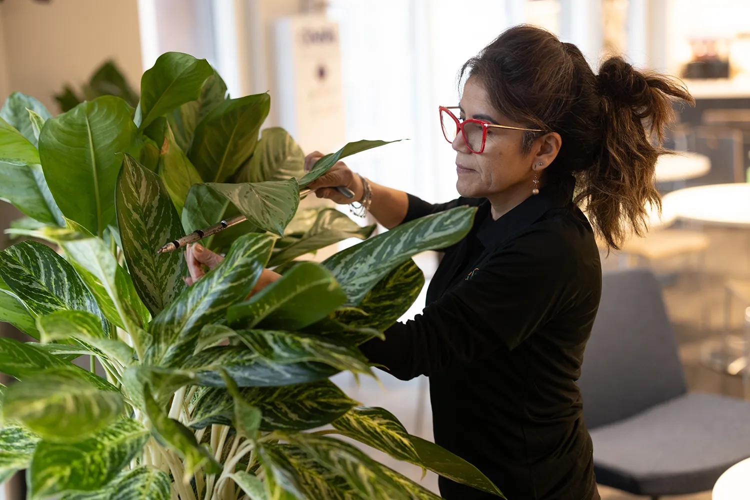 Plant watering service technician checking soil moisture before watering office plants.