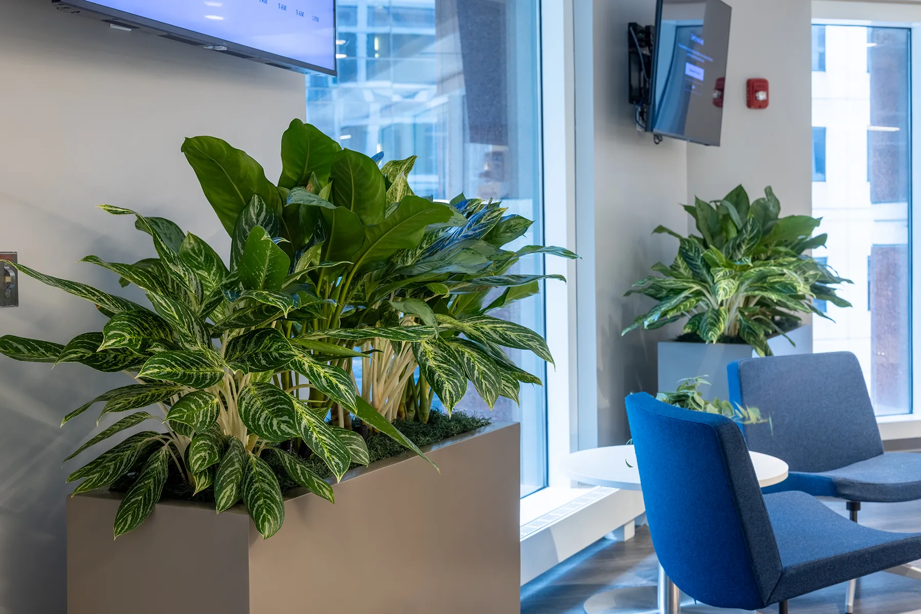 schaumburg-illinois-plant-care-professionals