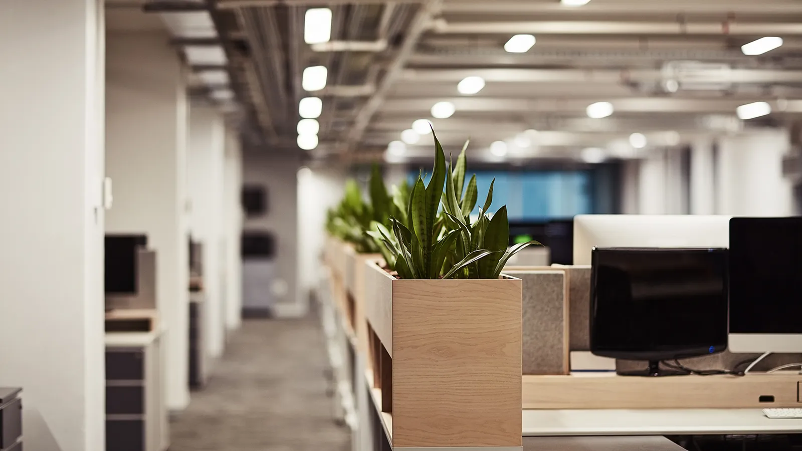 Coordinated Containers for Commercial Indoor Plants Commercial indoor plants displayed in coordinated containers throughout a modern office property