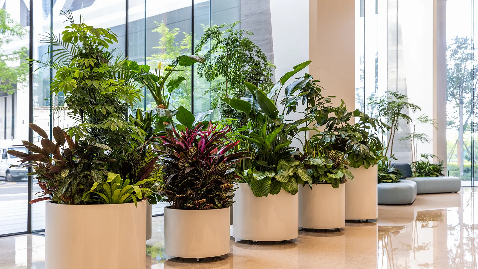 Commercial Interior Plants for a Building-Wide Program Commercial interior plants coordinated throughout a lobby, tenant floors, conference areas, amenities, and executive spaces