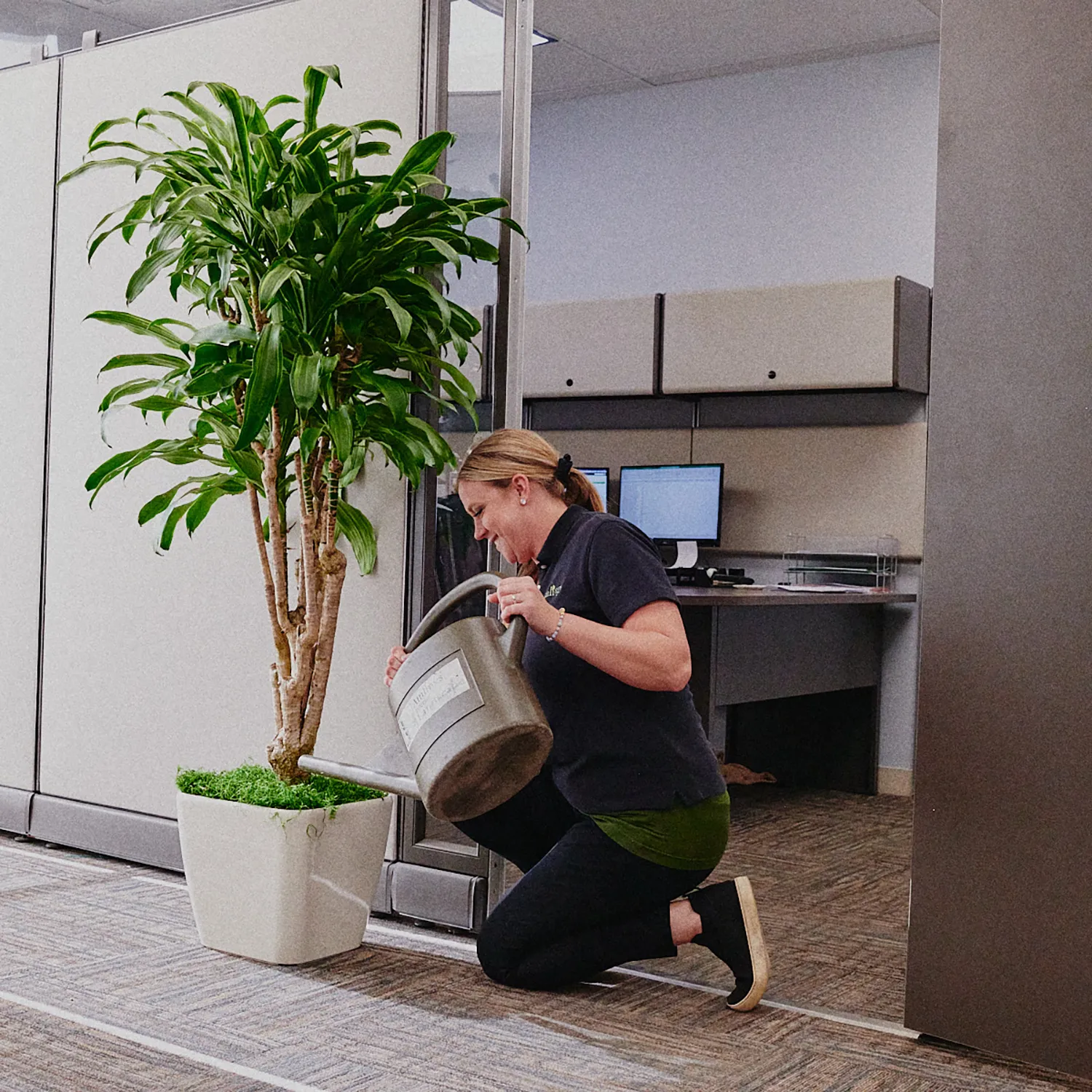 Service Planning for Commercial Office Plants Horticultural technician maintaining commercial office plants in a professionally managed building