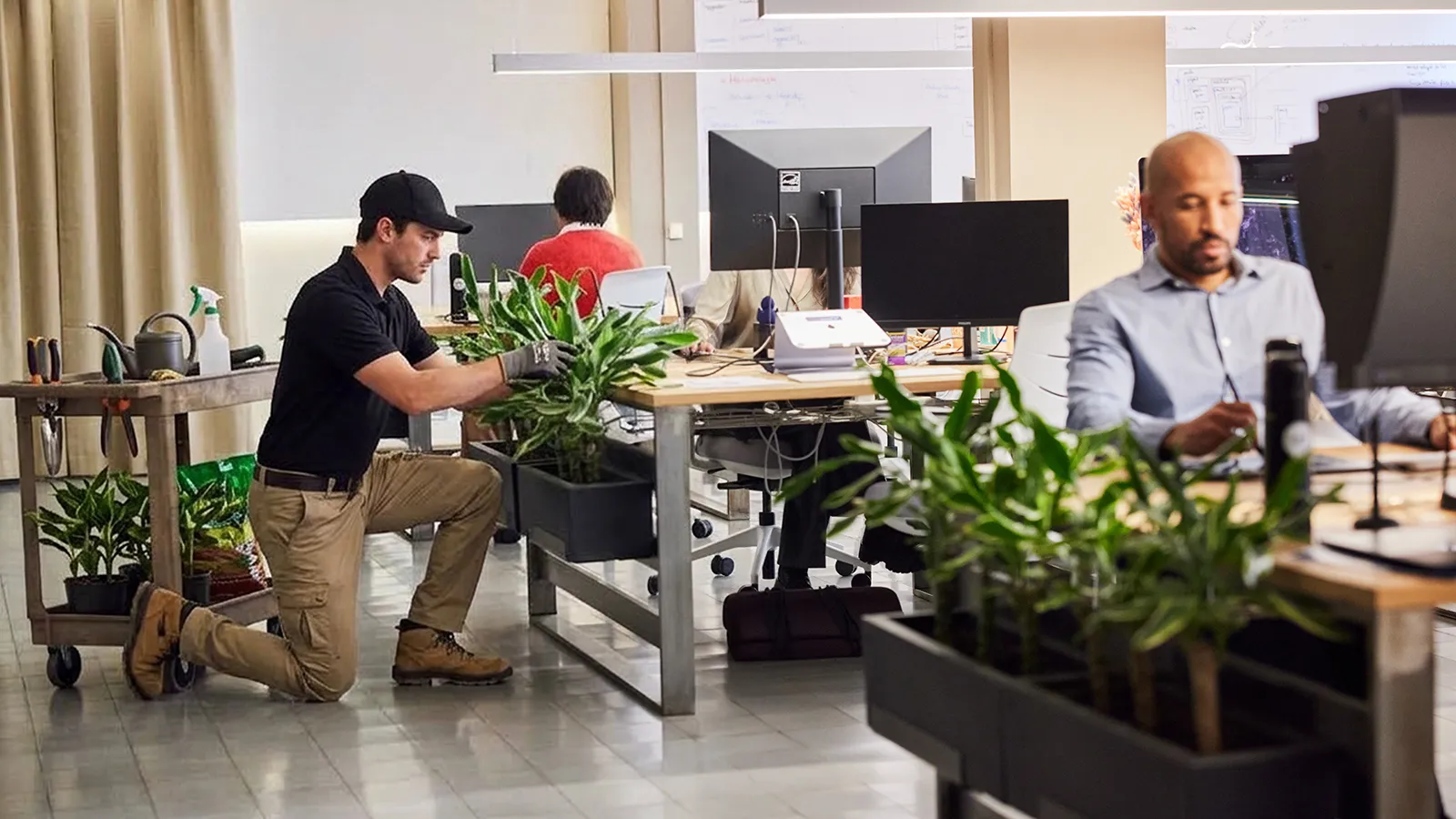 Commercial Plant Rental and Maintenance Commercial plant rental with professional office plant maintenance