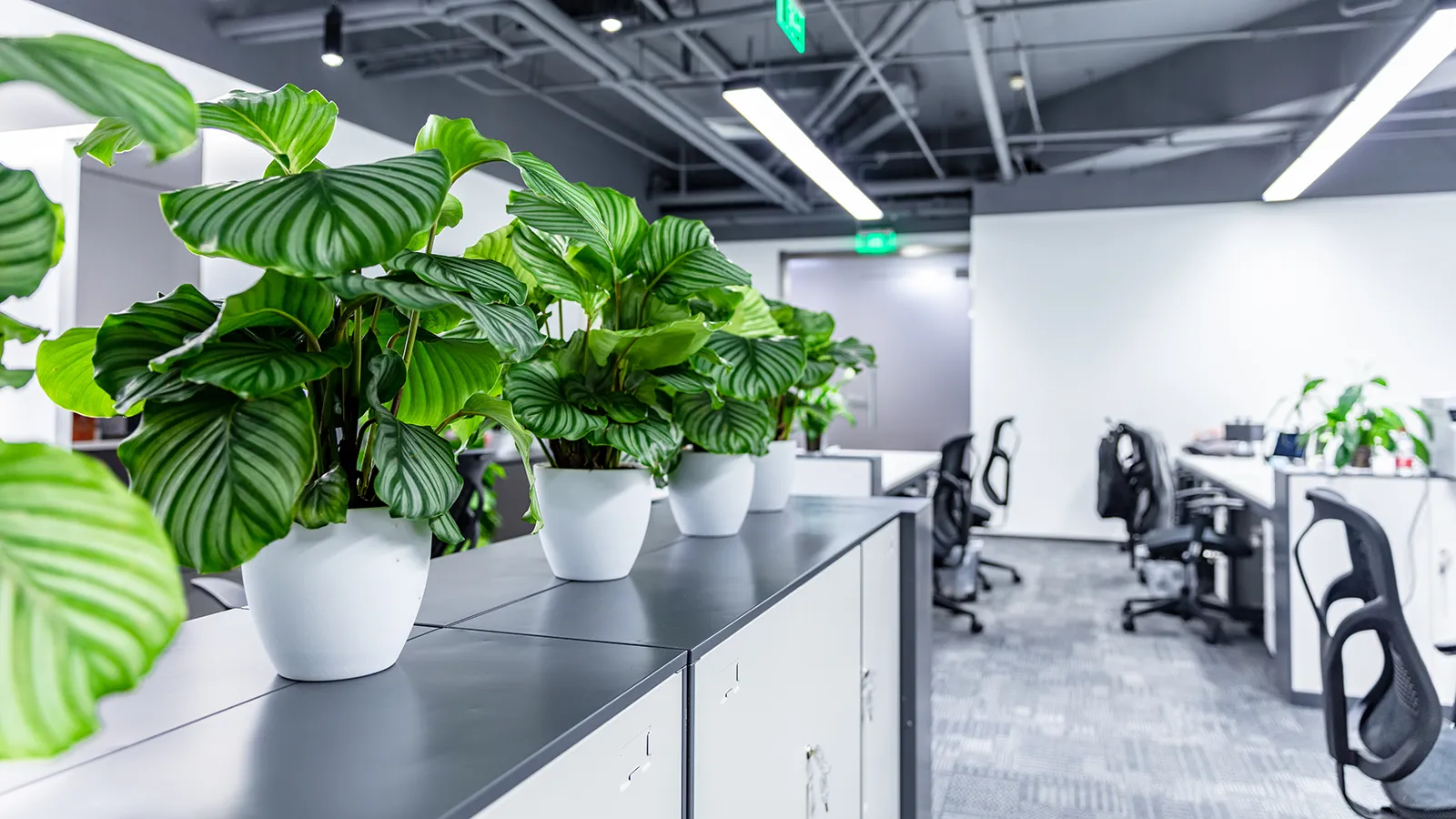 How Office Plant Rental Works Office plant rental with professional installation and ongoing plant maintenance