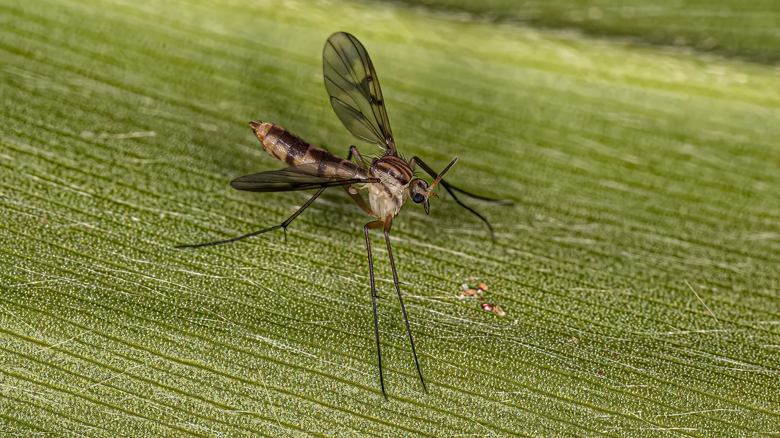 Close-up photograph of an adult fungus gnat showing its slender body, legs, and wings.