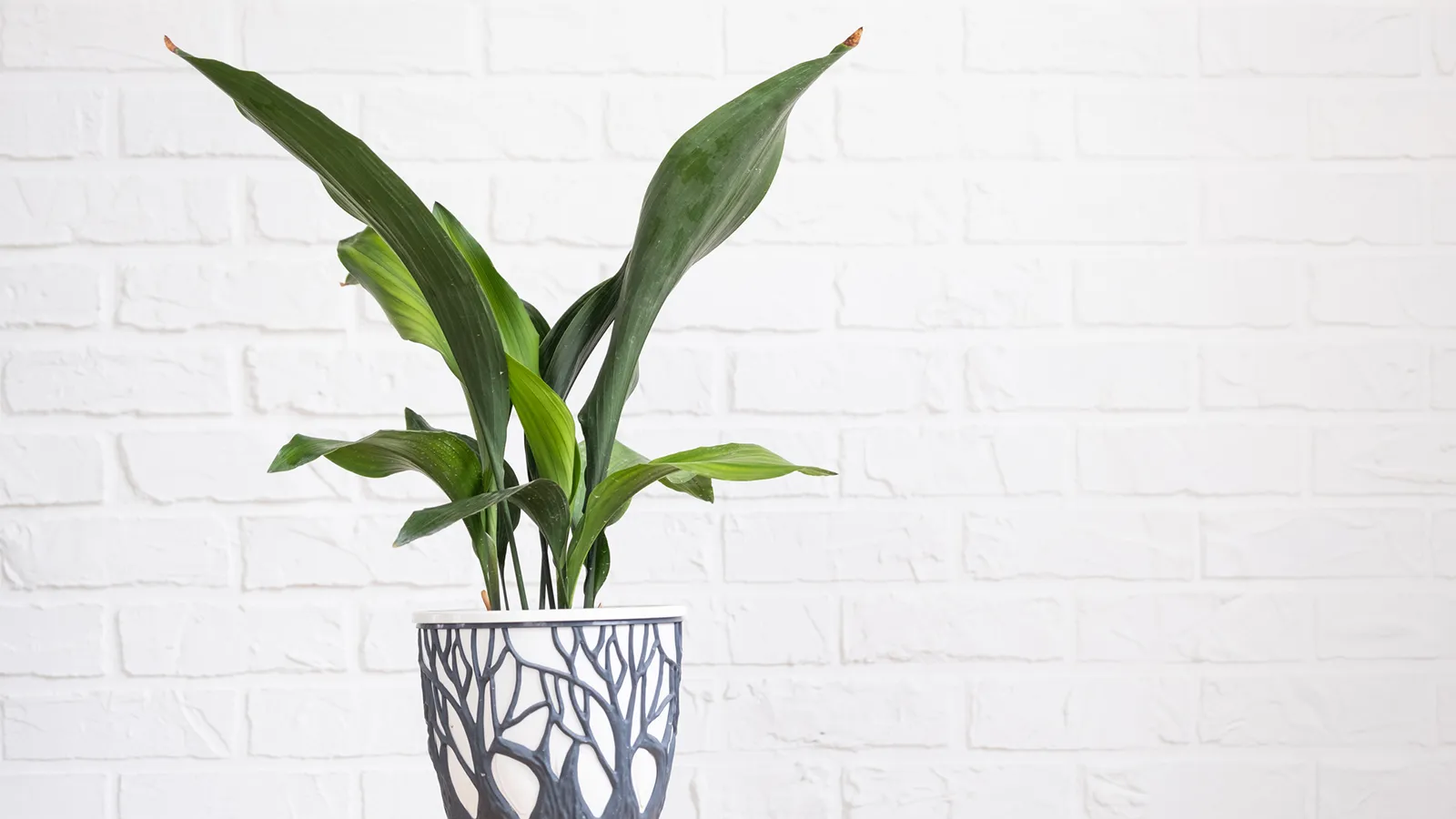 Cast iron plant with broad dark green leaves displayed in an indoor planter.
