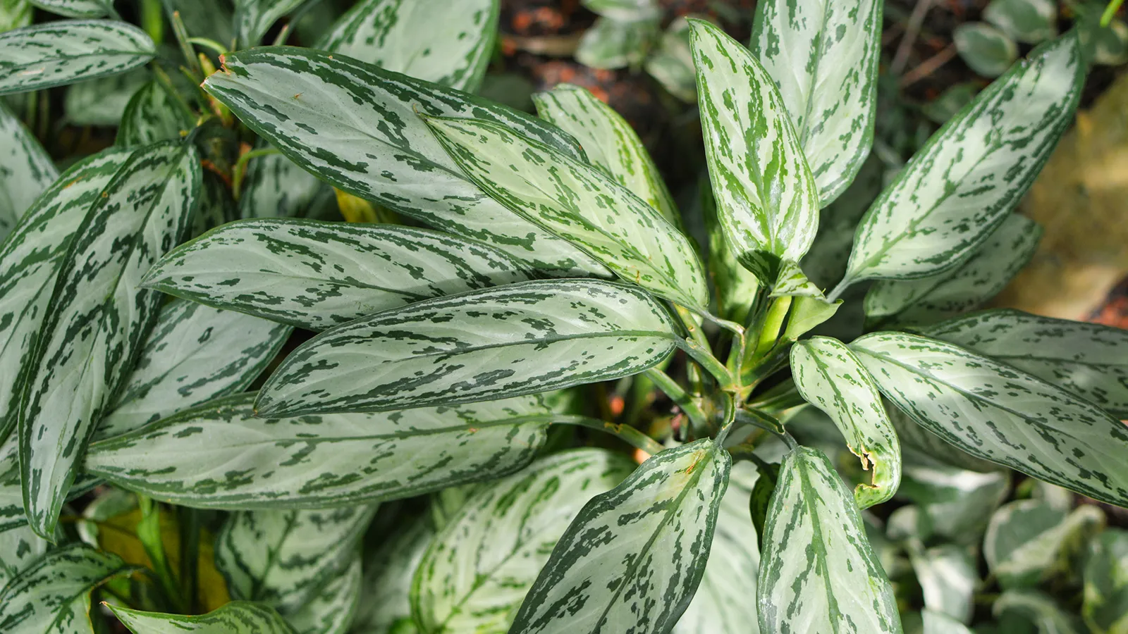 Chinese evergreen Aglaonema Silver Bay with patterned green and silver foliage.