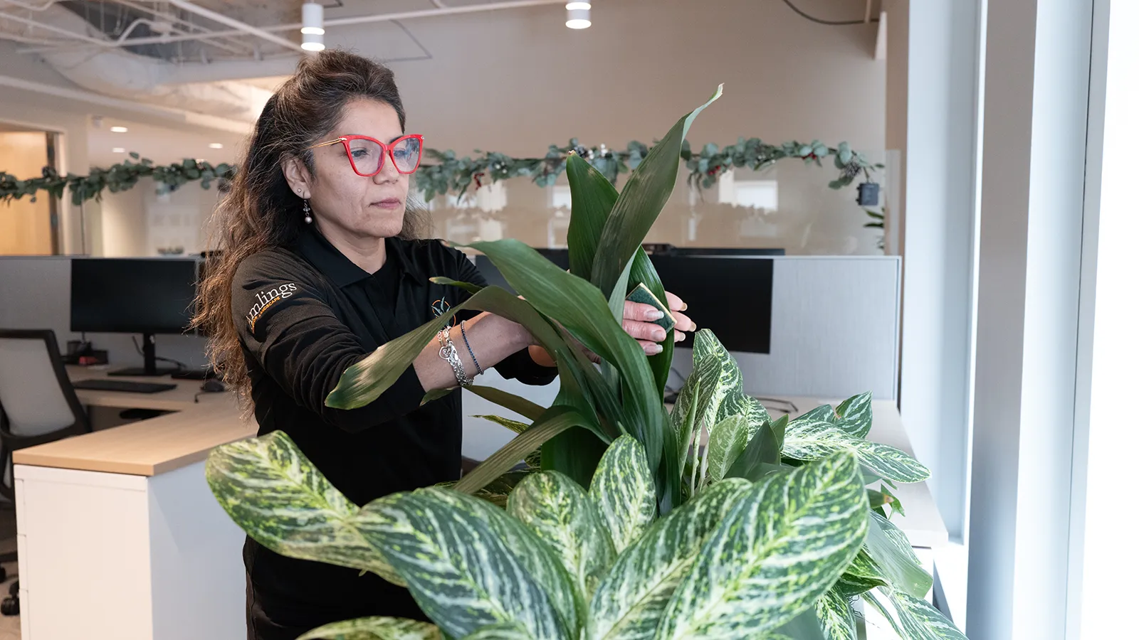 Amlings horticulture technician tending and cleaning green plant foliage in a modern office.