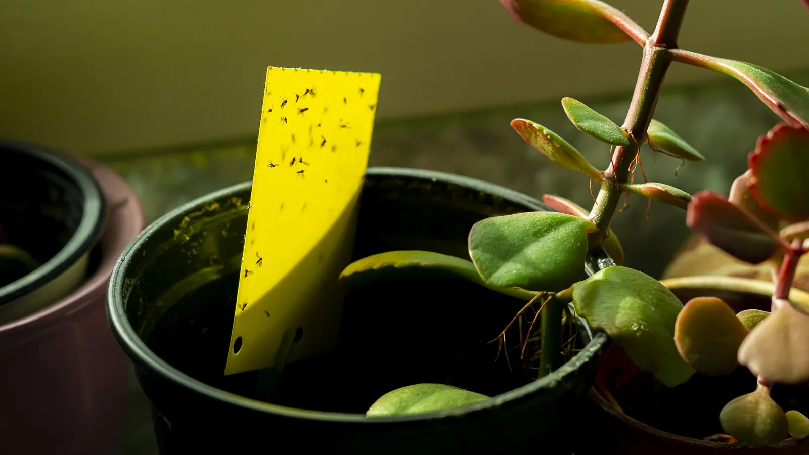 Small fungus gnats stuck to a yellow monitoring trap near an indoor plant.