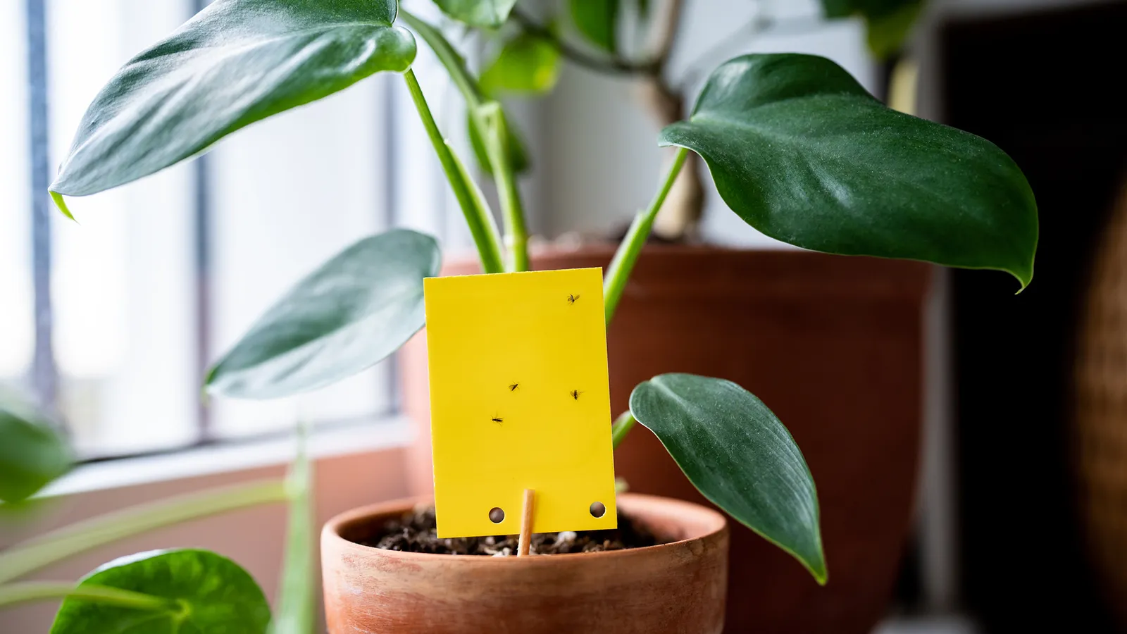 Fungus gnats caught on a yellow sticky trap beside the soil of a potted indoor plant.