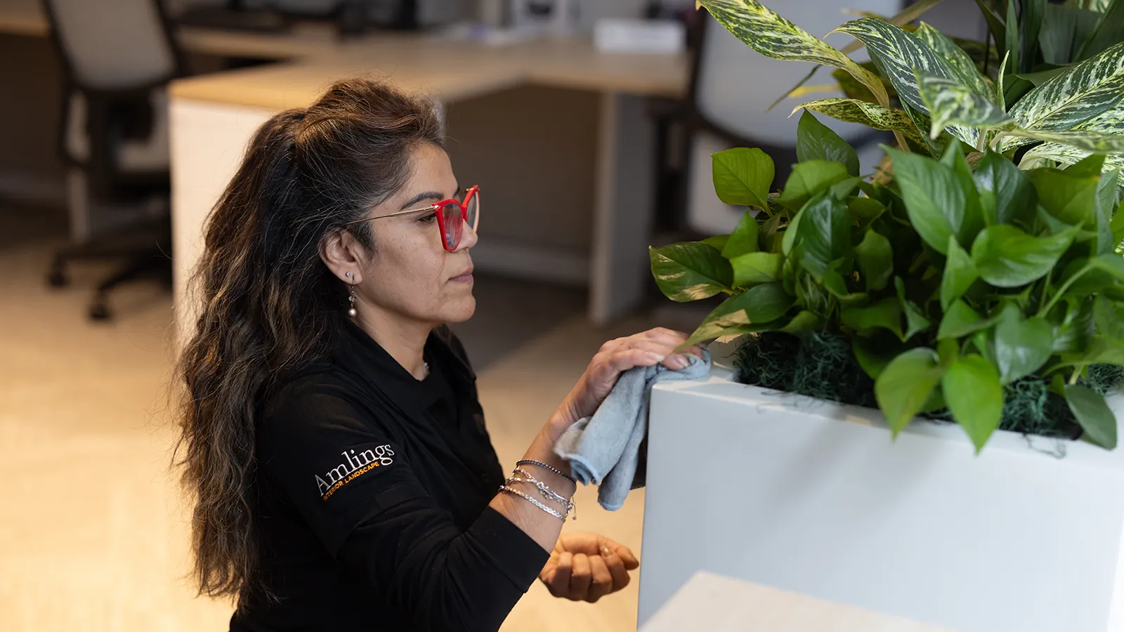Person tending the foliage of an indoor potted plant as part of routine plant care.