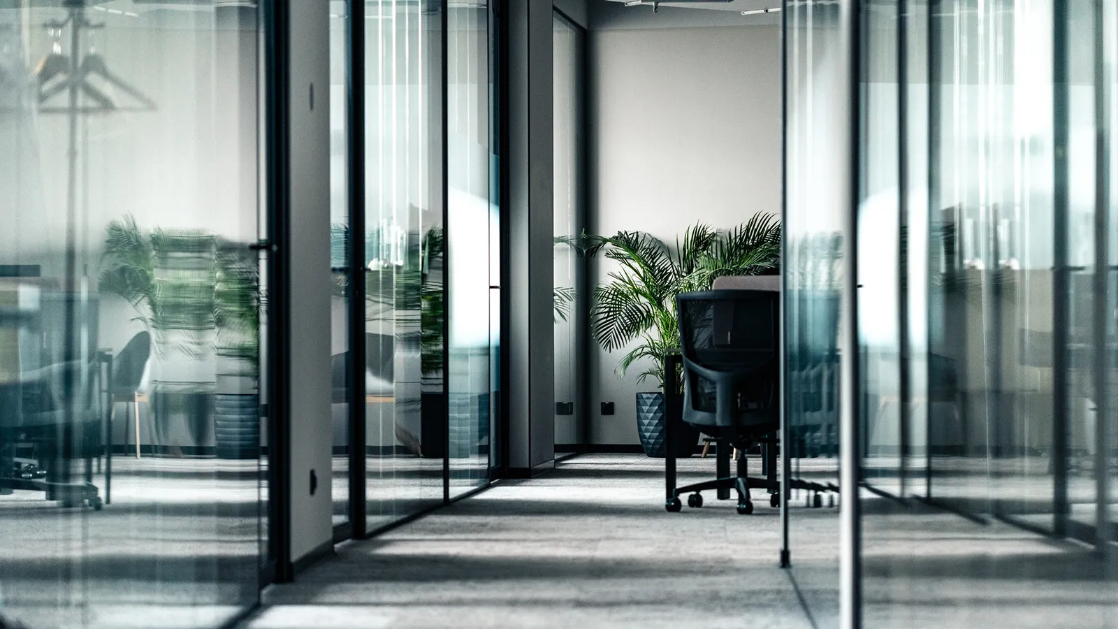 Green potted plant positioned beside glass partitions in a modern office workspace.