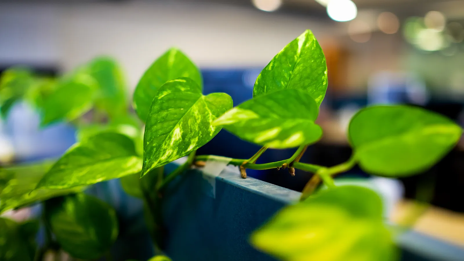 Indoor foliage plants including golden pothos arranged in ceramic planters on wall-mounted wooden shelves.